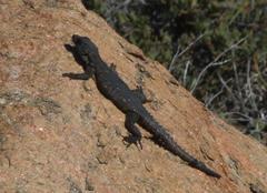 Karusasaurus polyzonus