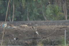 Eudynamys scolopaceus malayanus