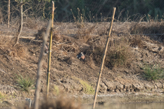 Streptopelia tranquebarica humilis