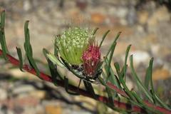 Leucospermum saxatile