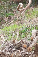 Pardalotus punctatus