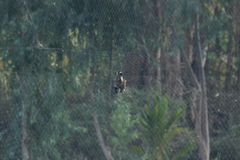 Vanellus indicus atronuchalis