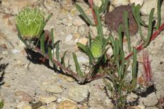 Leucospermum saxatile