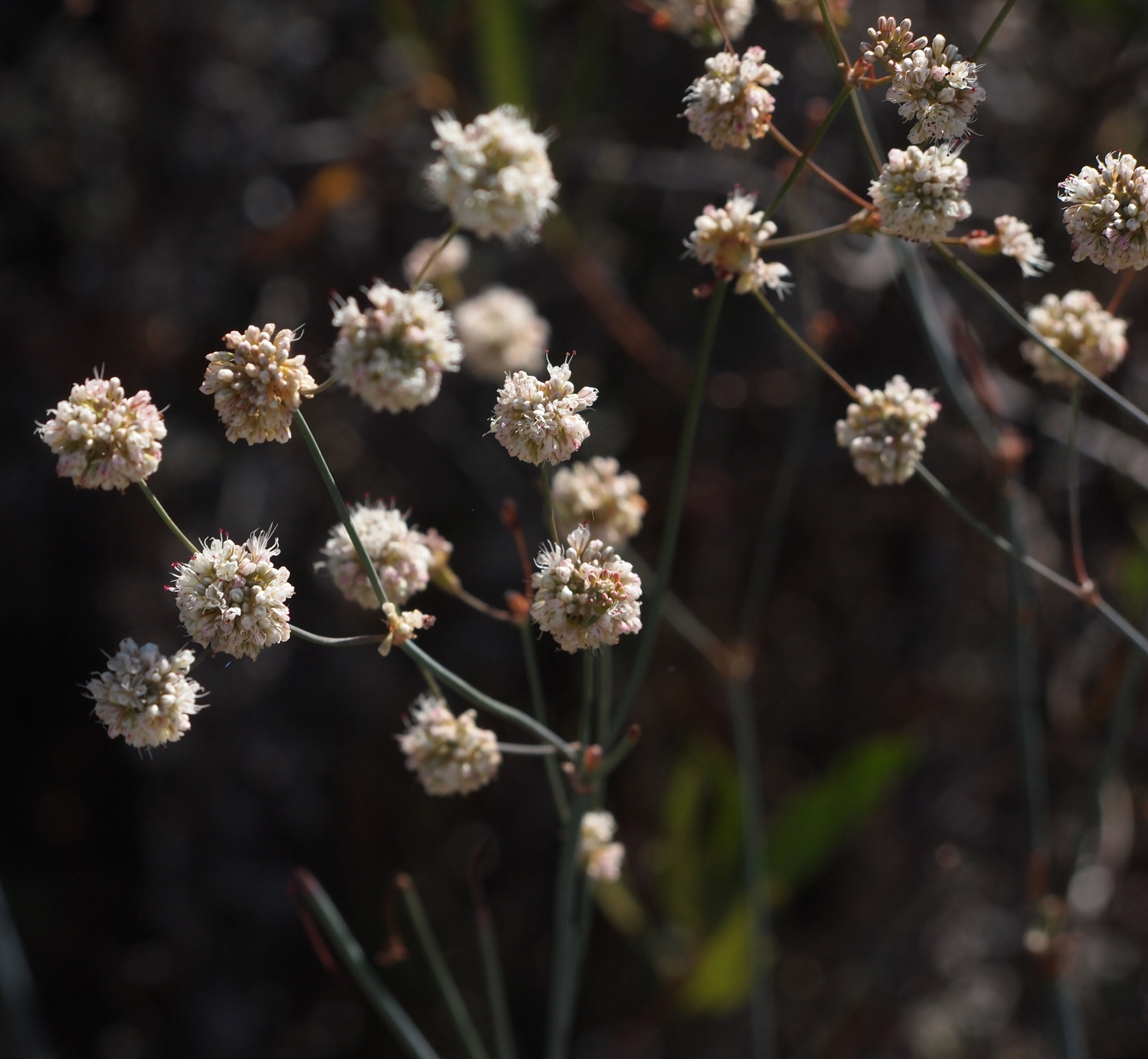 Eriogonum nudum