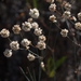 Naked Buckwheat - Photo (c) J. Maughn, some rights reserved (CC BY-NC), uploaded by J. Maughn