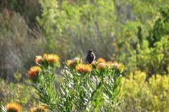 Leucospermum erubescens