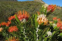 Leucospermum erubescens