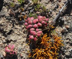 Crassula elegans elegans