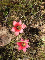 Romulea pudica
