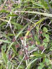Pimpinella niitakayamensis