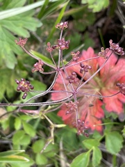 Pimpinella niitakayamensis