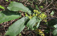 Oncinotis tenuiloba