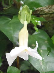 Thunbergia dregeana