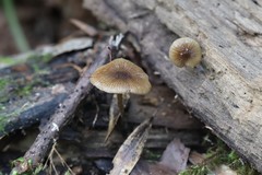 Bolbitius reticulatus