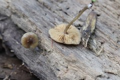 Bolbitius reticulatus