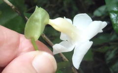 Thunbergia dregeana