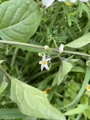 Solanum nigrum nigrum