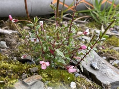 Epilobium hohuanense
