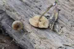 Bolbitius reticulatus