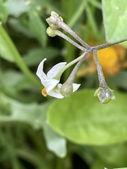 Solanum nigrum nigrum