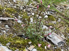 Epilobium hohuanense