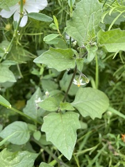 Solanum nigrum nigrum