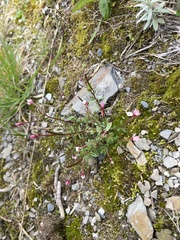 Epilobium hohuanense