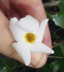 Thunbergia dregeana