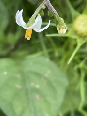 Solanum nigrum nigrum