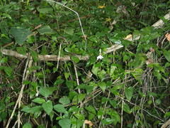 Thunbergia dregeana