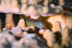Gobiodon axillaris