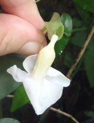 Thunbergia dregeana