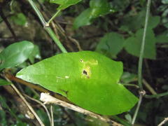 Thunbergia dregeana