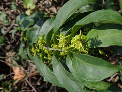 Oncinotis tenuiloba
