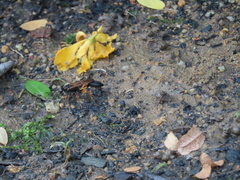 Sceliphron coromandelicum