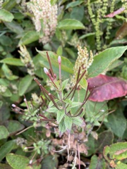 Epilobium hohuanense