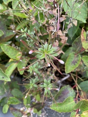 Epilobium hohuanense