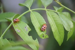 Podontia affinis