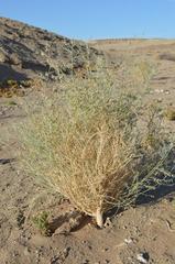 Lessertia macrostachya