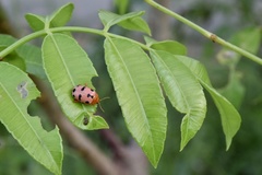 Podontia affinis