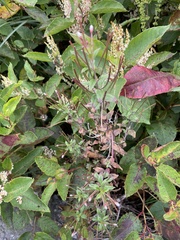 Epilobium hohuanense