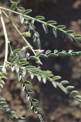 Lessertia macrostachya