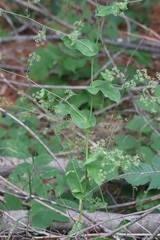 Bupleurum longiradiatum
