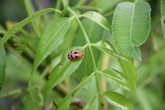 Podontia affinis