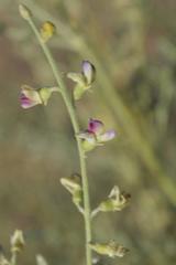 Lessertia macrostachya