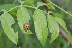 Podontia affinis
