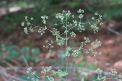 Bupleurum longiradiatum