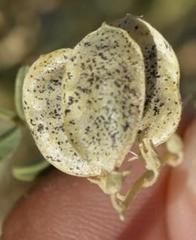 Lessertia macrostachya