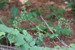 Bupleurum longiradiatum