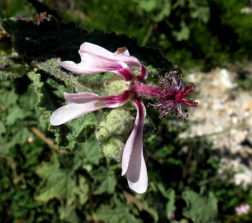 Anisodontea reflexa (Anisodontea reflexa)